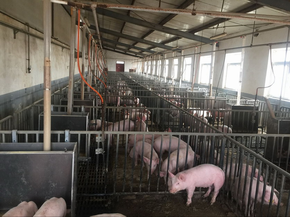 丰宁养猪场猪床供暖管改造